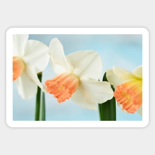 Narcissus  &#39;Pink Charm&#39;  Div.  2 Large-cupped]]Daffodil Sticker